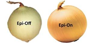 Cross-Linking: Off-label applications. Picture of two onions, one with peeled (to represent an epi-off cornea), the other unpeeled (representing an epi-on cornea).